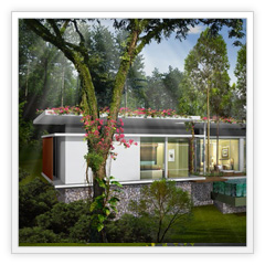 Rainforest rear